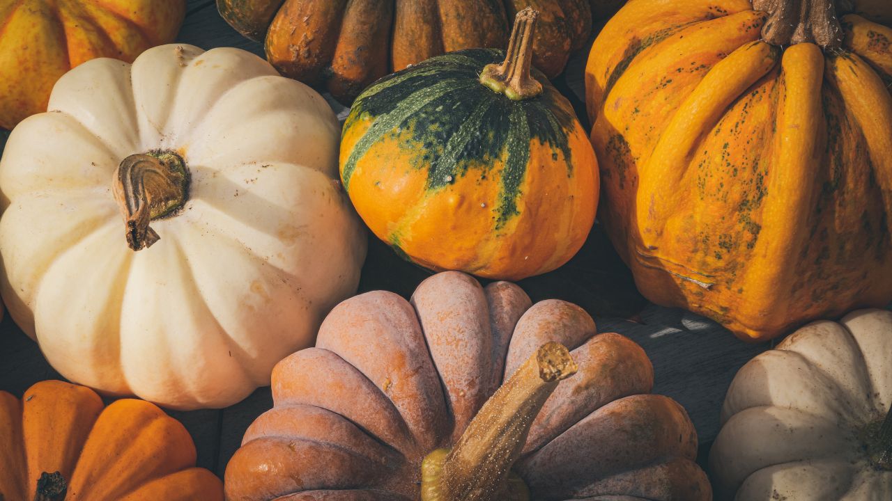 Pumpkin Patch