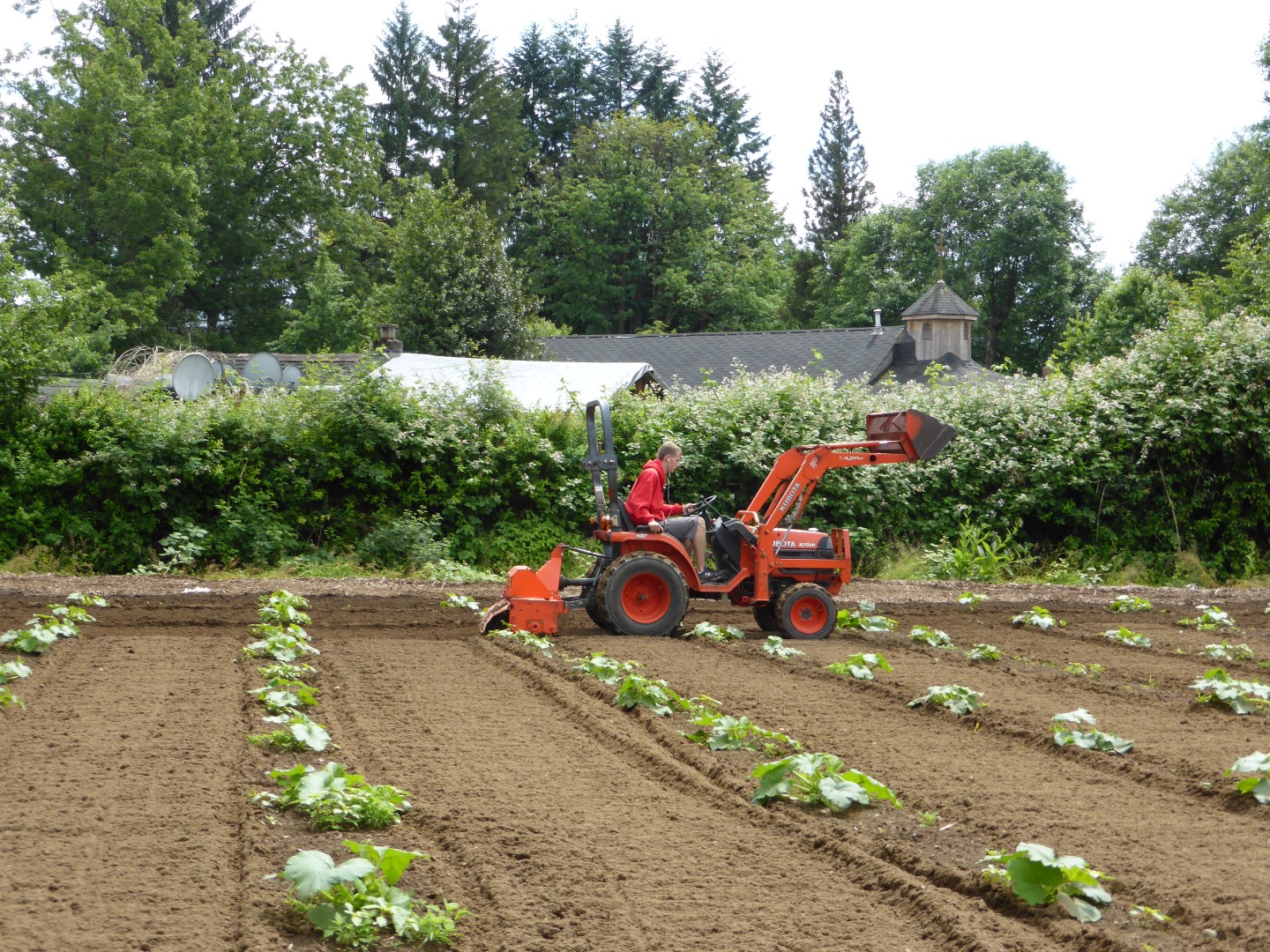 Weeding Pumpkin Plants with tractor