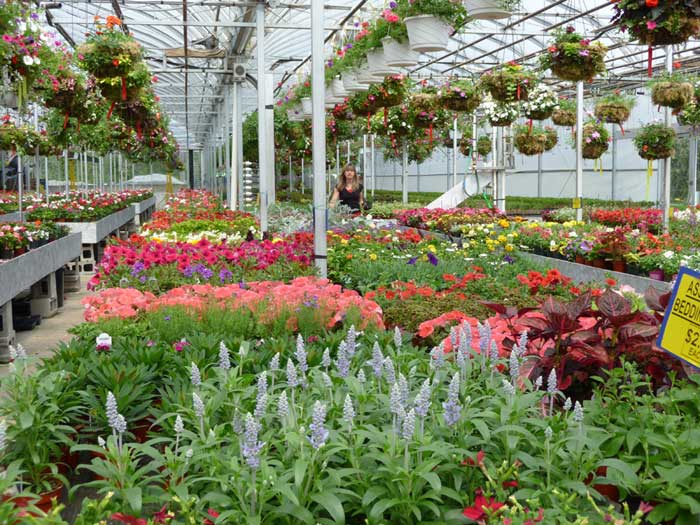annuals in bloom on long tables inside green house