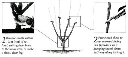 cg1