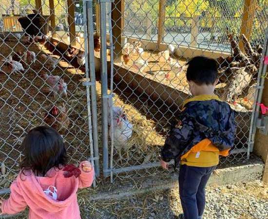 two young kids feeding chickens in a fence