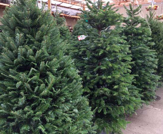 group of cut christmas trees
