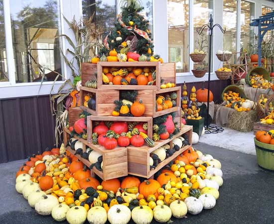 display of small pumpkins and gourds