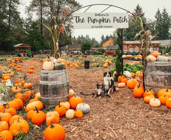 dogs under a sign saying the pumpkin patch leading to the patch
