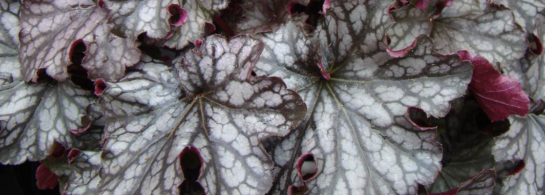 purple leave on plant close up