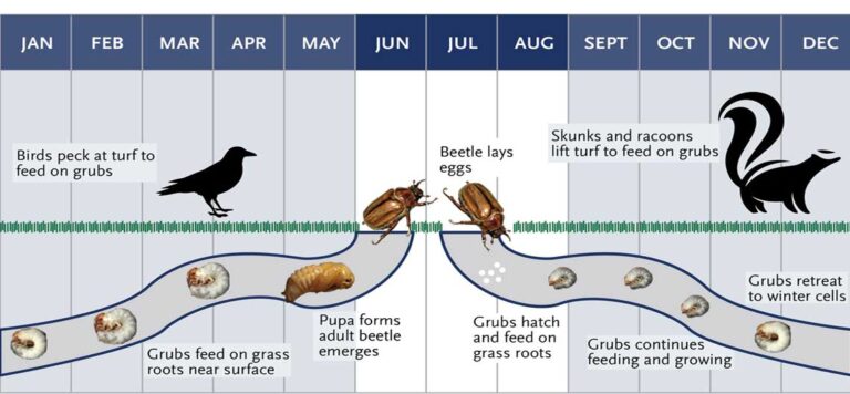 grub life cycle by the month
