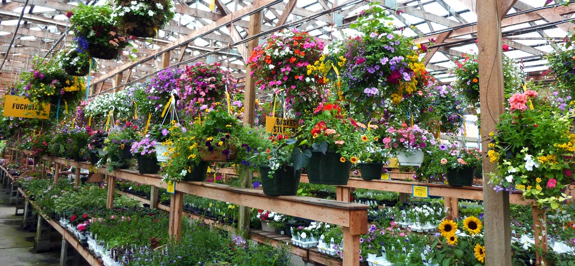 hanging baskets filled with flowers in greenhouse