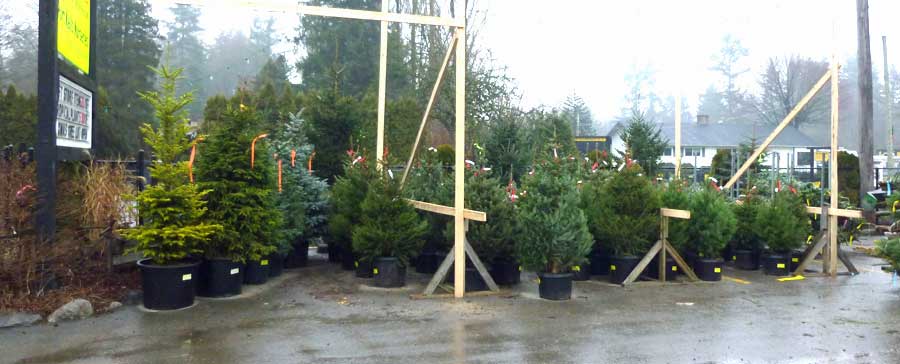 assortment of potted up cedar trees