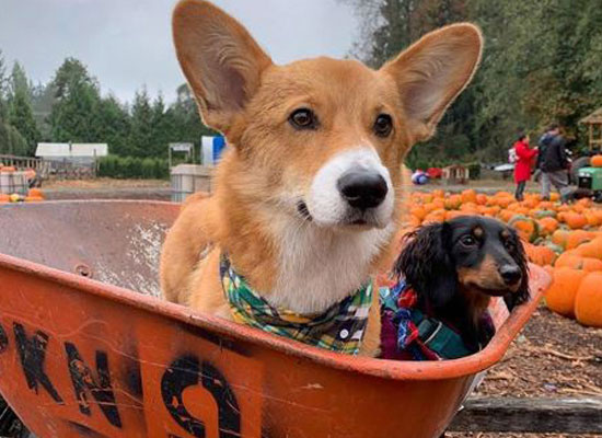 two dogs one brown one black inside a wheel barrow in the pumpkin patch