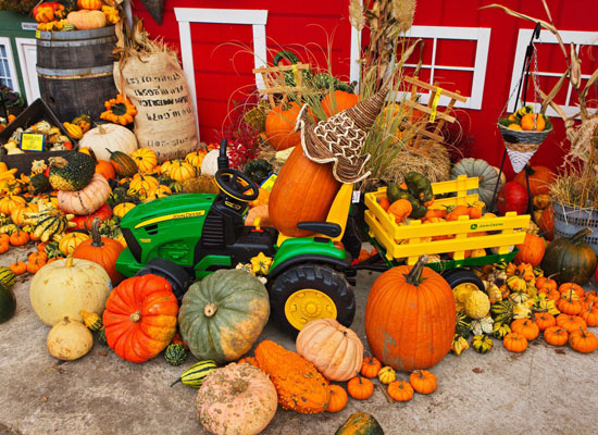 small tractor toy surrounded by pumpkins