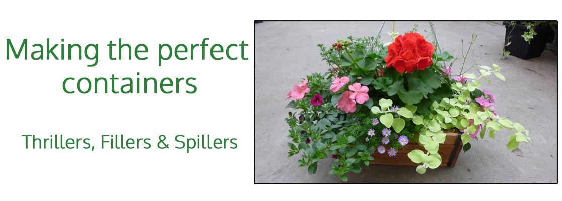 Use the thriller, filler, and spiller method when planting in pots.